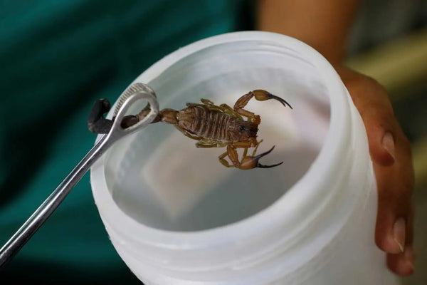Pharma-Grade Scorpion Venom – Oncology Research Compound